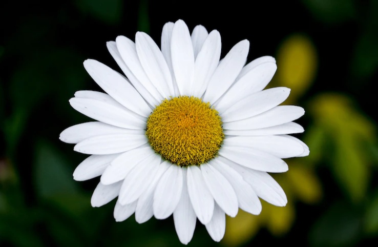 Sering Dijadikan Buket Bunga, Ini 7 Manfaat Bunga Daisy yang Bagus untuk Kesehatan Badan Kamu