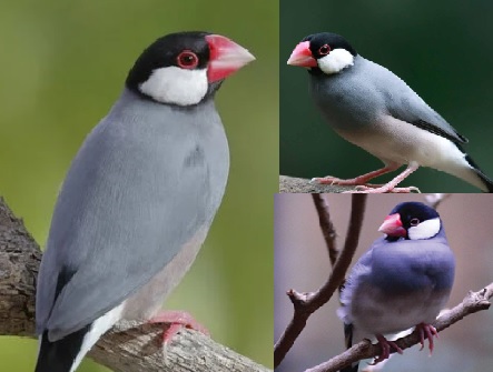 Pandai Menirukan Suara, Burung Kecil Ini Cocok Jadi Peliharaanmu