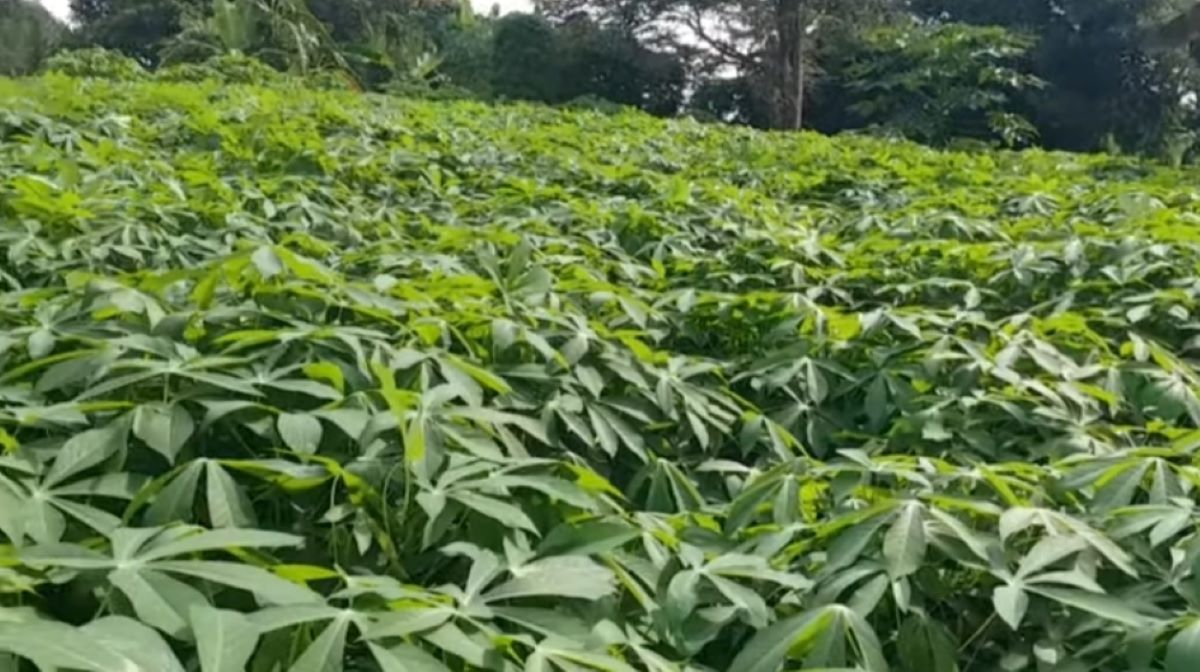 Berikut 5 Manfaat Daun Singkong, Nomor 4 Bisa Menghentikan Penyakit Akibat Bakteri