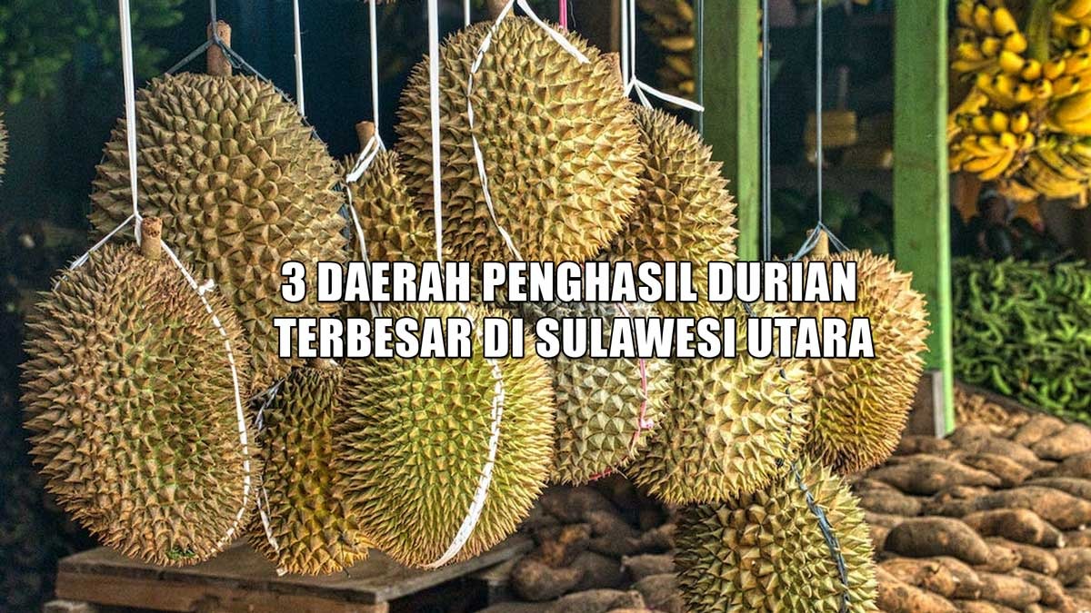 3 Daerah Penghasil Durian Terbesar di Sulawesi Utara, Bukan Minahasa Juaranya, Rupanya Daerah Ini 