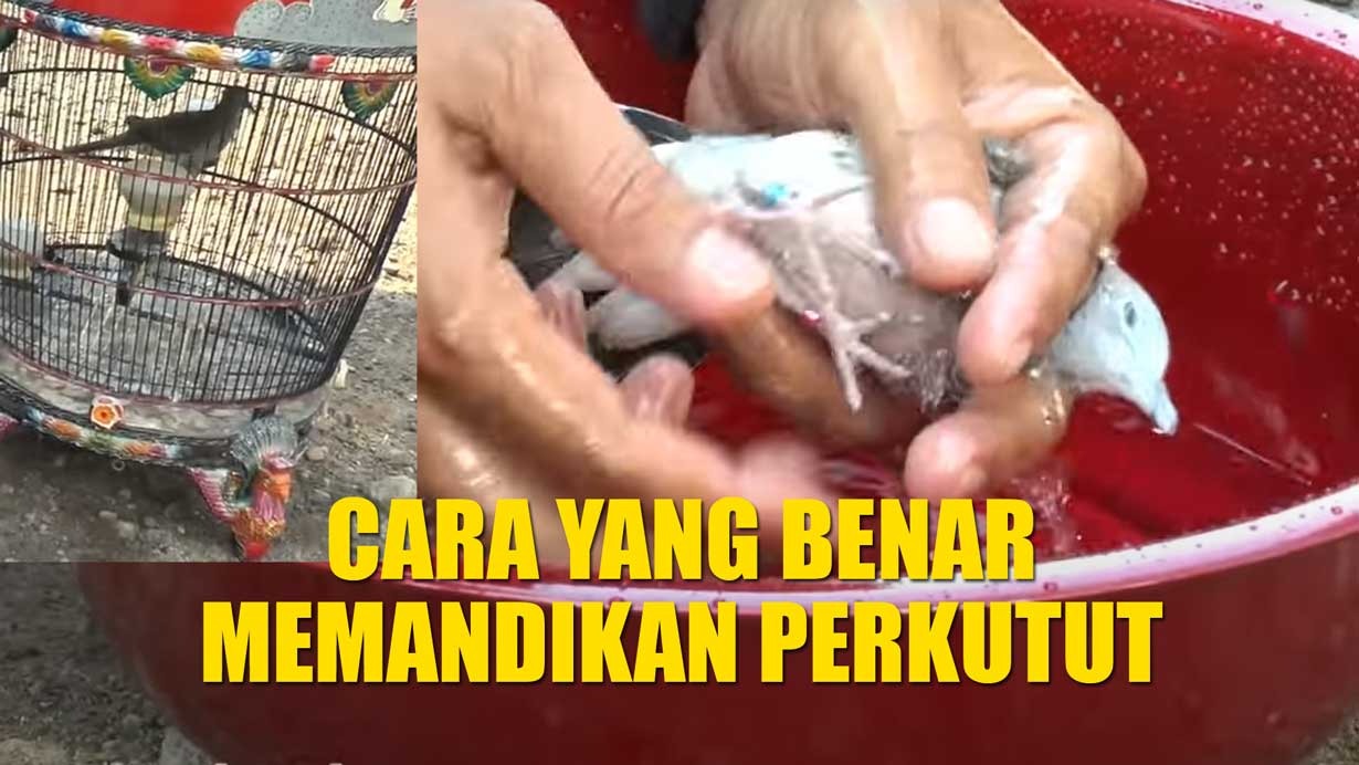 Pemula Wajib Tahu! Ini Panduan Memandikan Perkutut, Cara yang Benar dan Waktu yang Tepat