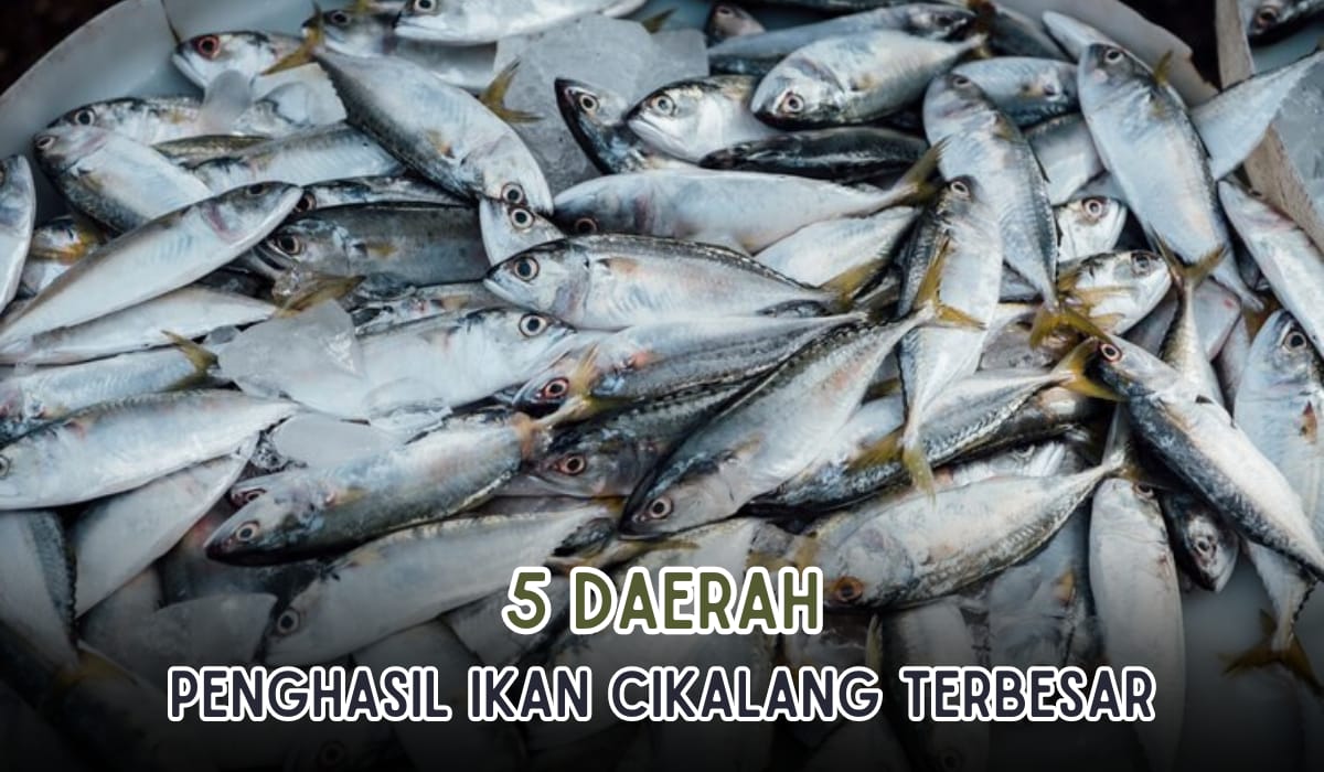 5 Daerah Penghasil Ikan Cakalang Terbesar di Indonesia, Sulawesi Mendominasi, Pasok 7.000 Ton Ikan 