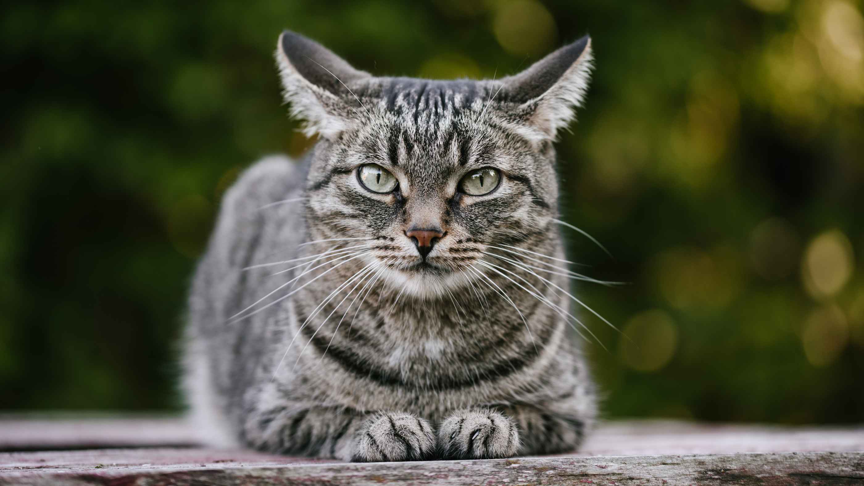 Brigjen NA Tembaki Kucing Hingga Mati, Begini Hukumnya dalam Islam