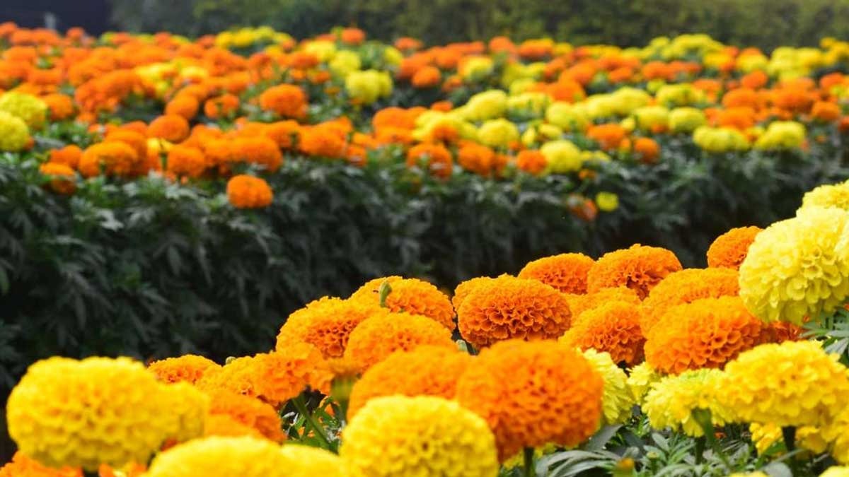 Punya Bau Tak Sedap, Bunga Marigold Ternyata Punya Segudang Manfaat untuk Kulit dan Tubuh