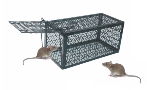 Kesal Rumahmu Banyak Tikus? Ini Cara Efektif Mengusirnya