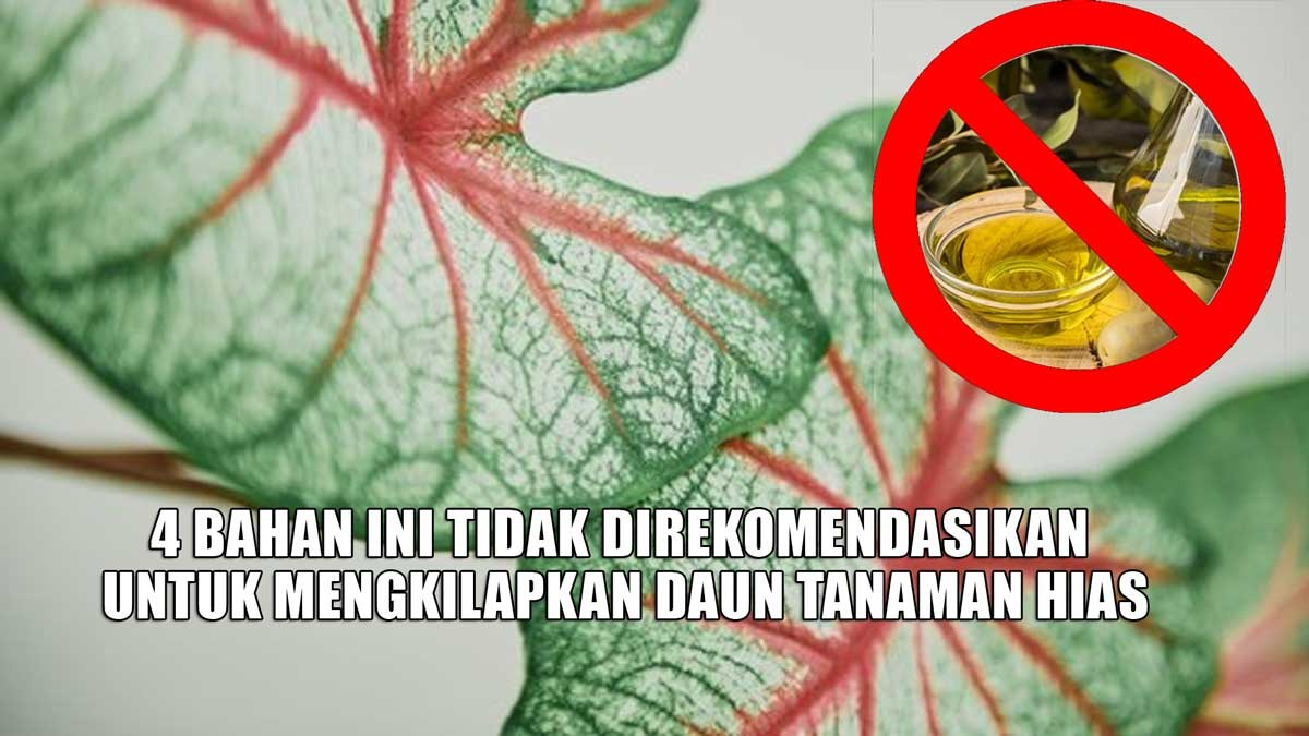 INGAT! 4 Bahan Tidak Direkomendasikan untuk Mengkilapkan Daun Tanaman Hias, No 3 Bisa Memperburuk Kondisinya