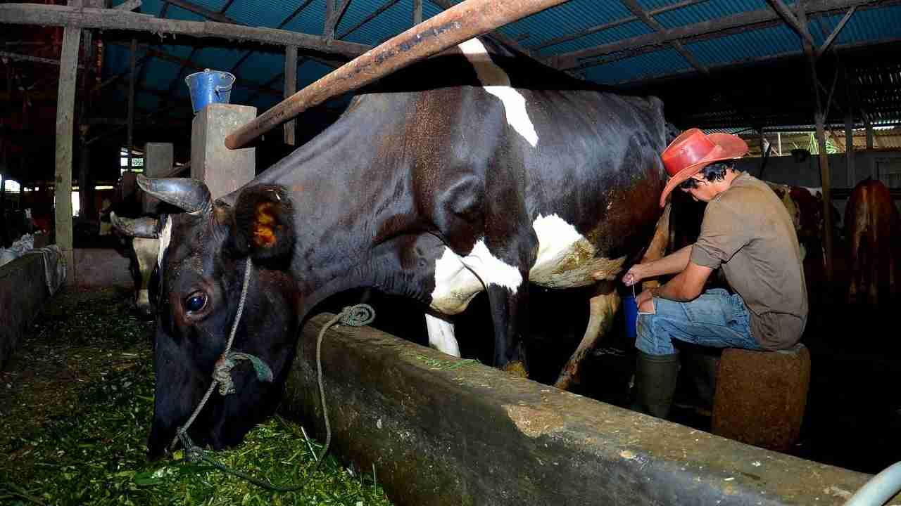 Berkat Dukungan BRI, Klaster Susu di Ponorogo Ini Berhasil Tingkatkan Kapasitas Produksi