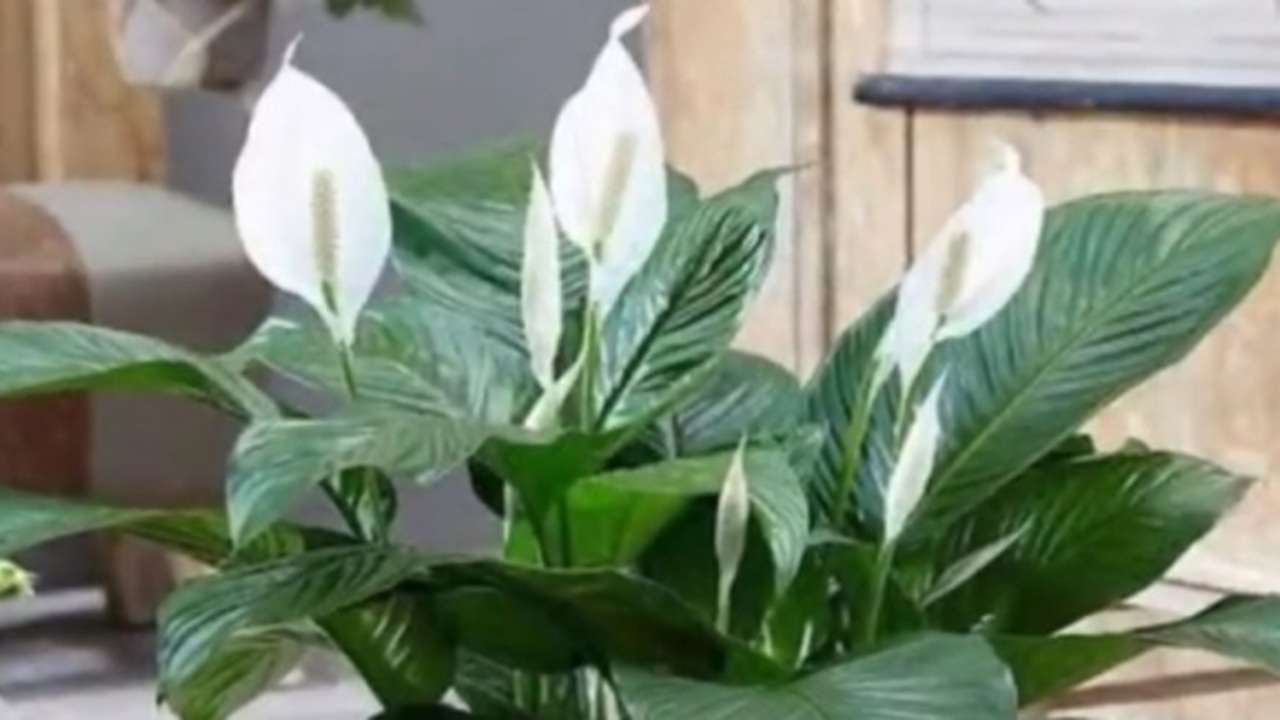 Bukan Sekadar Pajangan, 5 Tanaman Indoor Ini Bikin Rumah Lebih Nyaman