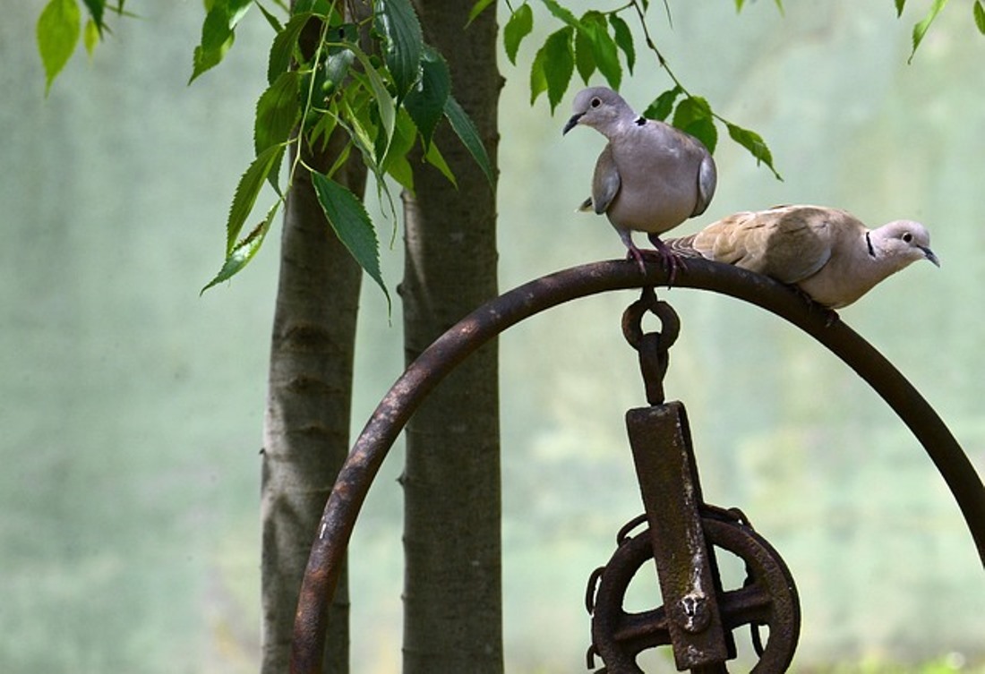 Inilah 9 Rekomendasi Nama Burung Perkutut Cerminkan Doa dan Harapan Sang Pemilik