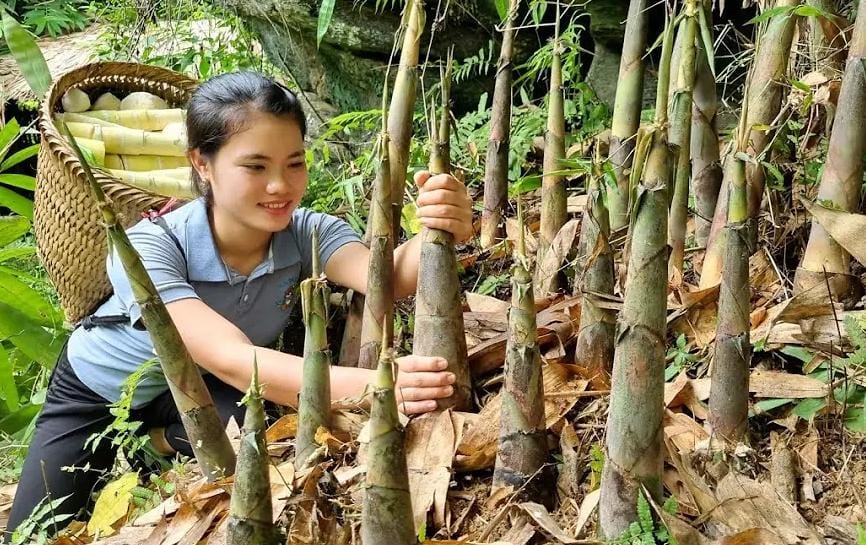 Ternyata Rebung Bisa Mengurangi Risiko Penyakit Jantung, yuk Simak 7 Manfaat Lainnya