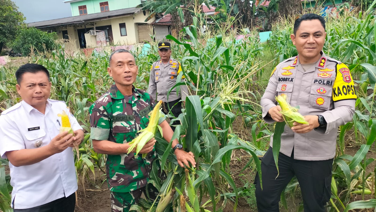 Polres Lubuk Linggau Gelar Panen Jagung di Pekarangan Pangan Lestari