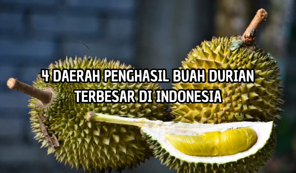 Nomor 4 Pernah Hasilkan 32.488 ton! Inilah 4 Daerah Penghasil Buah Durian Terbesar di Indonesia
