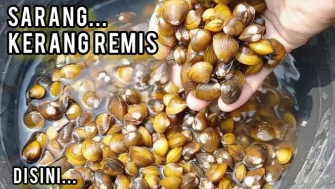 Kaya Akan Zat Besi! Ini 7 Manfaat Kerang Remis Bagi Kesehatan, Ampuh Atasi Berbagai Penyakit!