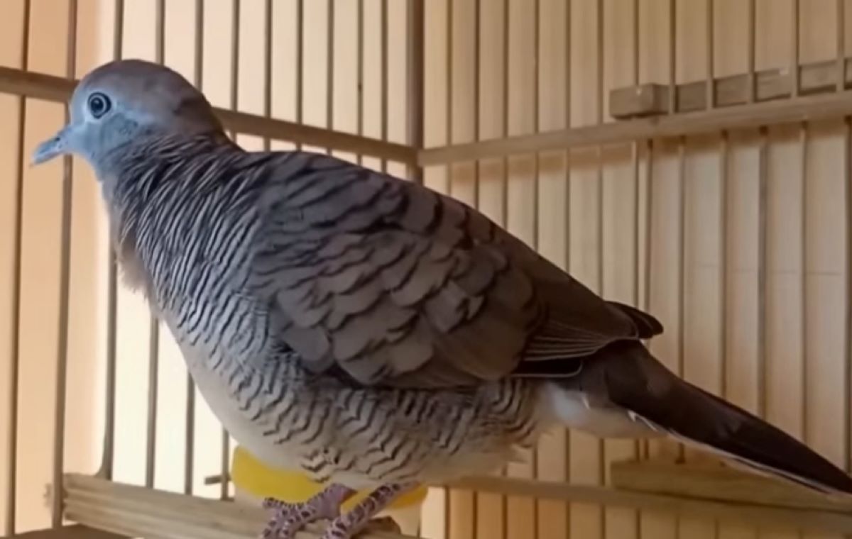 Berikut 5 Cara Perawatan Harian Untuk Burung Perkutut Agar Rajin Bunyi