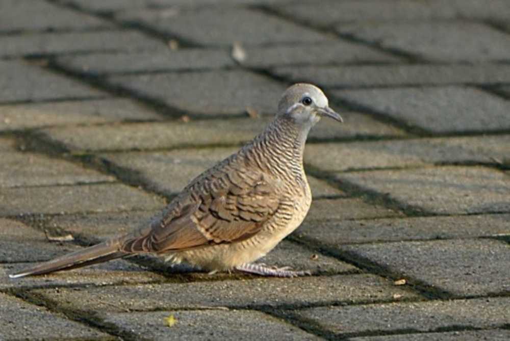 FANTASTIS! Ini 5 Cara Paling Efisien agar Harga Burung Perkutut Hijau Jawamu Tembus Rp50 Juta!.