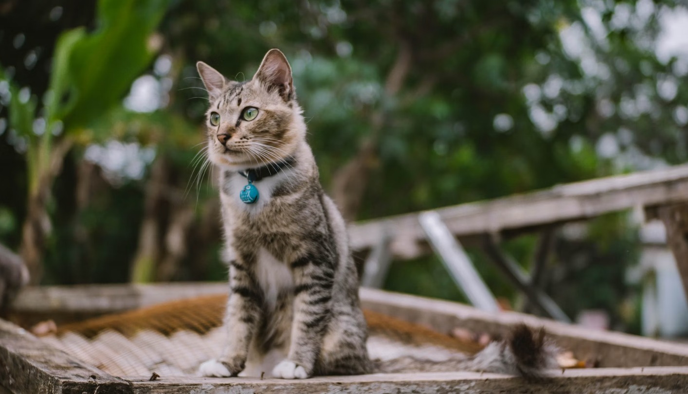 5 Ras Kucing Termahal di Dunia, Ada yang Seharga Rp1,8 Miliar