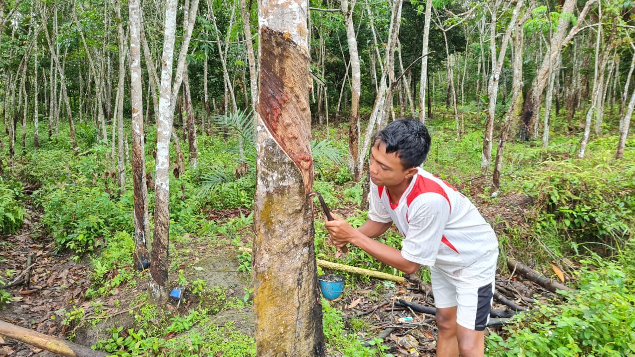  Cuaca Tak Menentu Kian Persulit Petani Karet PALI