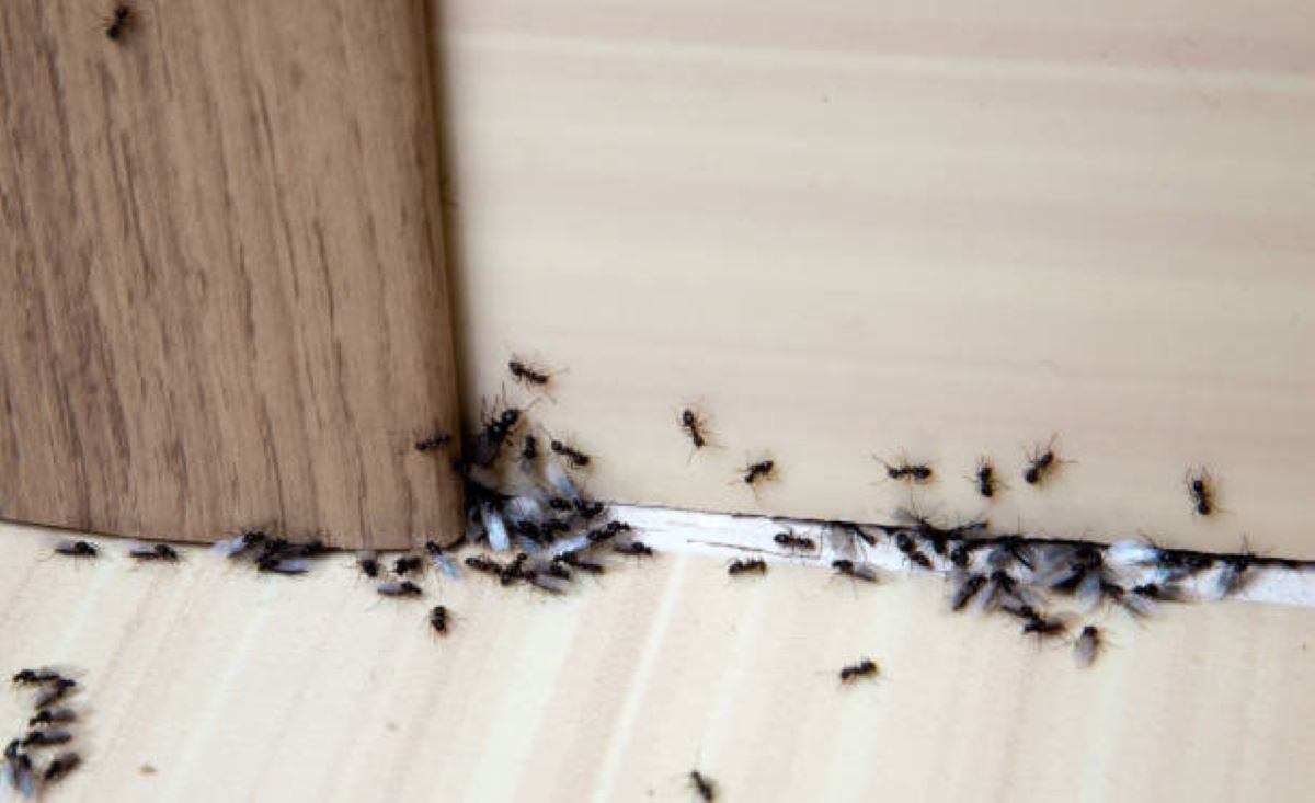 Semut Langsung Minggat, Ini 8 Cara Alami Mengusir Serangga di Rumah