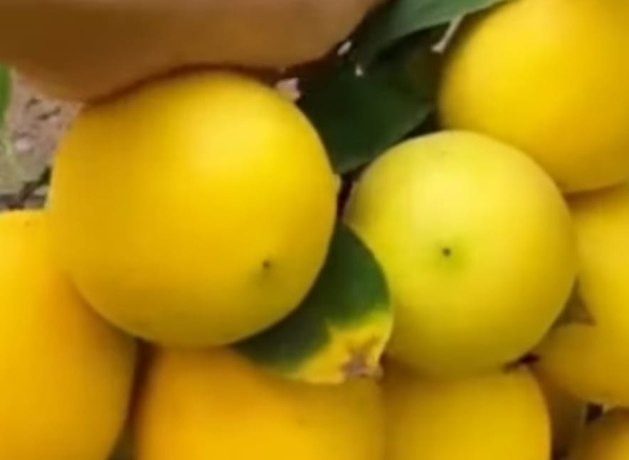 Ini Obat Paling Jitu Untuk Meredakan Gatal Pada Kulit, Simak 4 Manfaat Lemon Lainnya