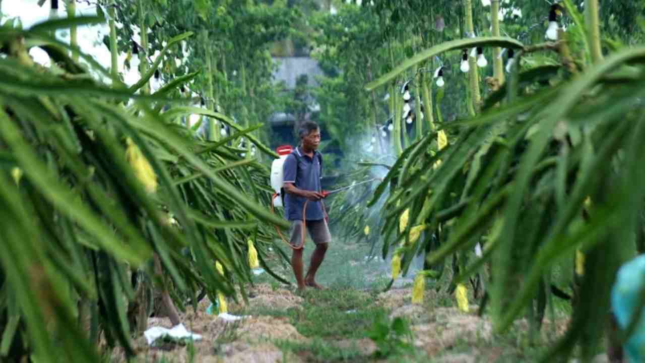Dari Banyuwangi ke Pasar Nasional, Petani Buah Naga Naik Kelas lewat Program Klasterku Hidupku BRI