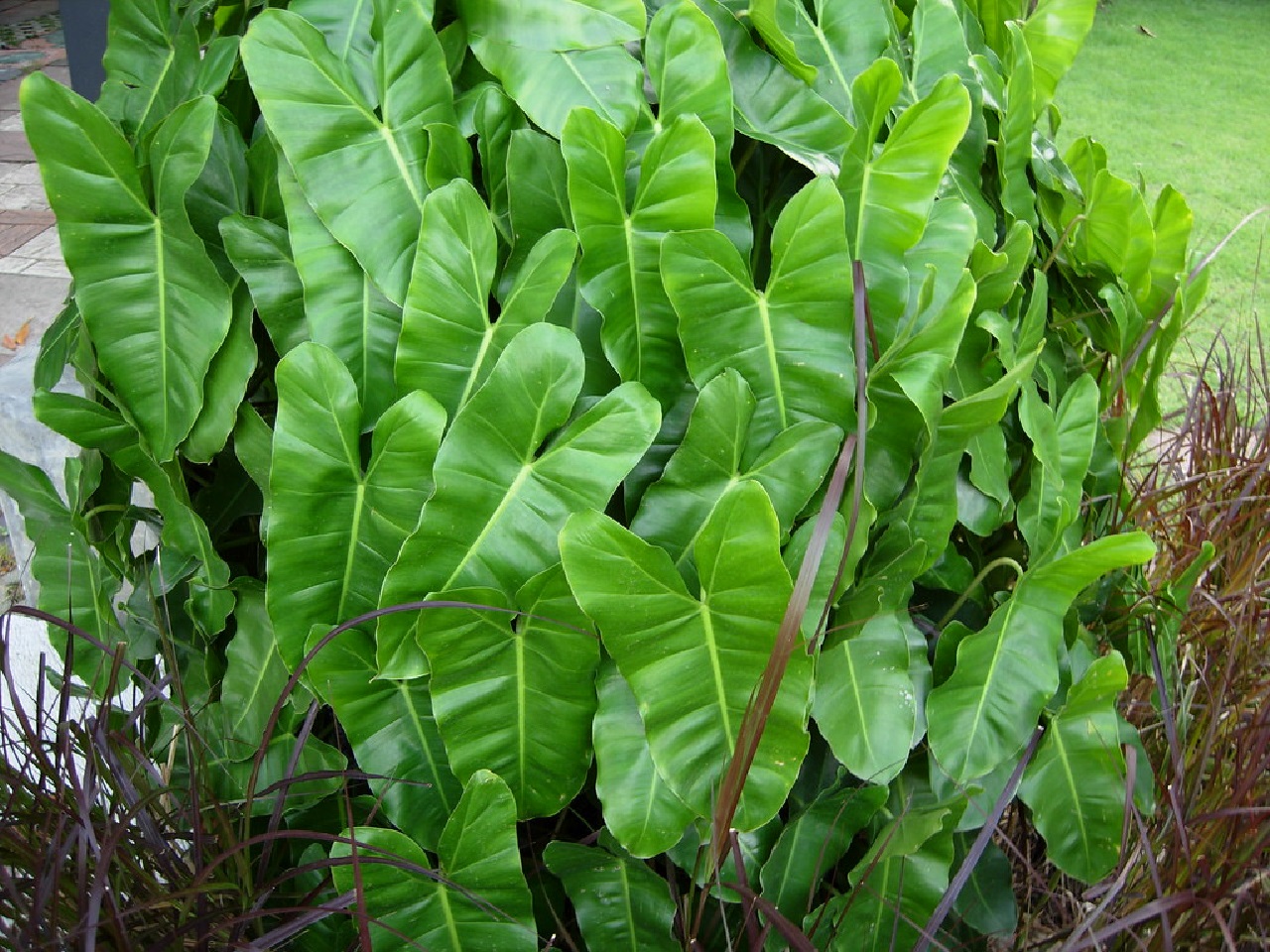 Berasal Dari Hutan Tropis Indonesia, Kini Tanaman Ini Paling Disukai Pecinta Tanaman Hias, Kok Bisa?