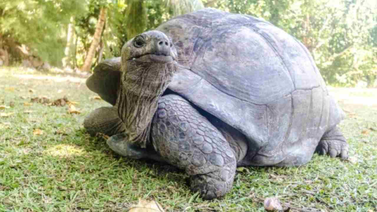 Bikin Takjub! 5 Hewan Ini Bisa Puasa Berhari-hari hingga Berbulan-bulan Tanpa Makan
