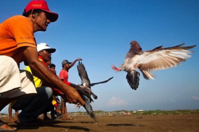 8 Mitos yang Berkembang di Kalangan Pemain Burung Merpati, yuk Disimak!