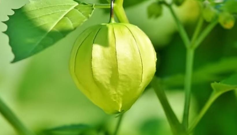 Berikut Fakta Menarik Tanaman Ciplukan yang Bermanfaat Untuk Kesehatan Jantung