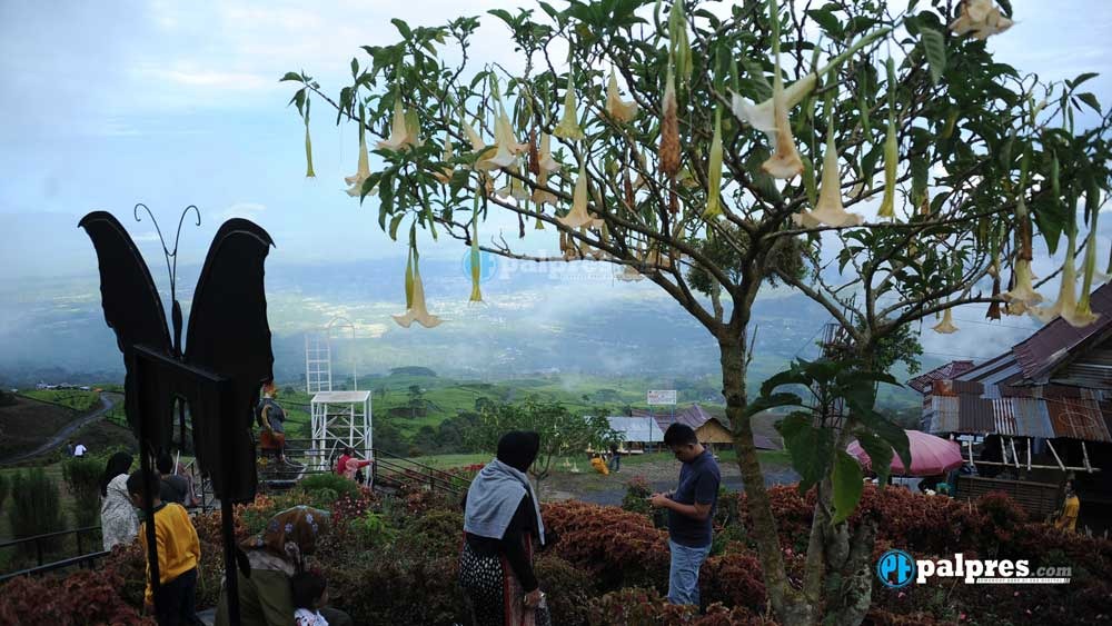 Hati-hati Mengomsusi Bunga Kecubung Dapat Menyebabkan Halusinasi Hingga Koma