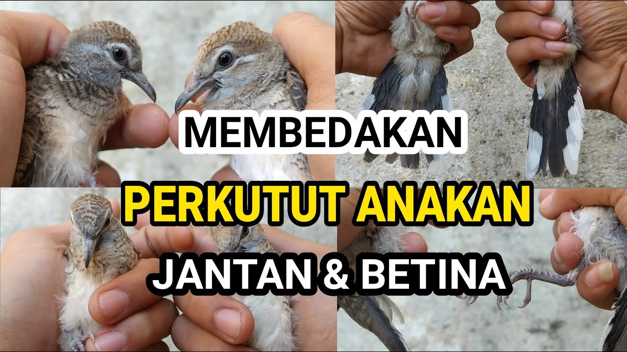 8 Ciri Ini yang Bisa Kamu Ketahui dengan Mudah, Cara Membedakan Perkutut Betina dan Jantan