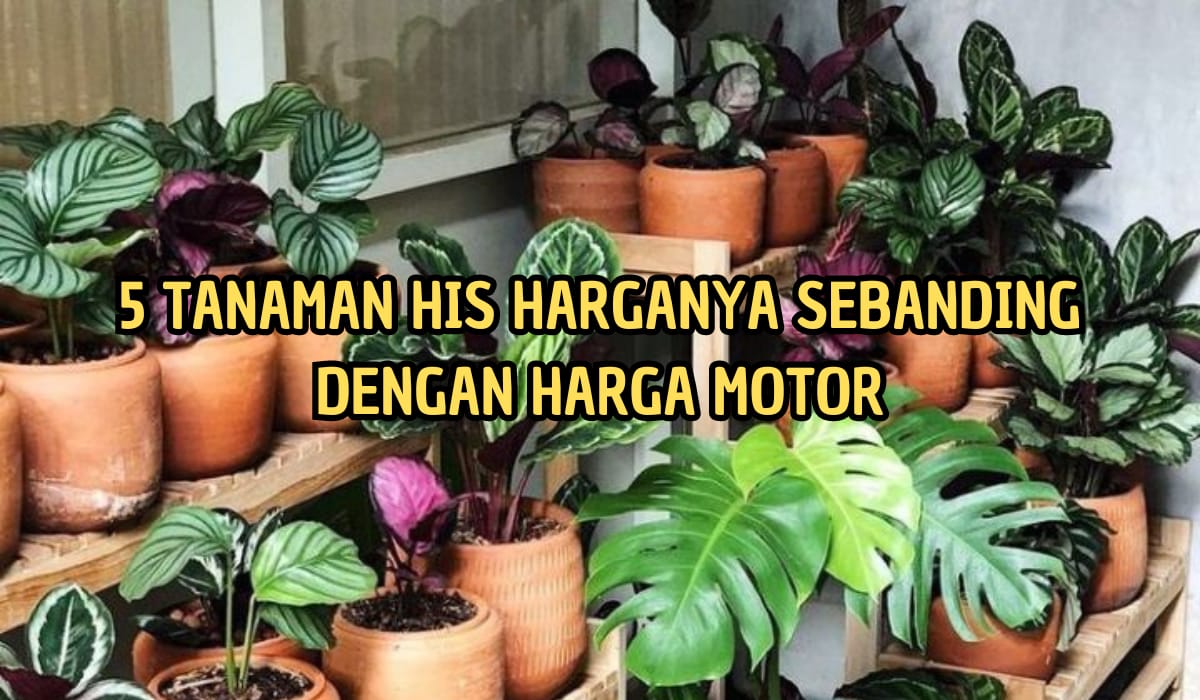 5 Tanaman Hias Termahal, Harganya Mengejutkan, Ada yang Setara Motor! Ini Ciri-cirinya