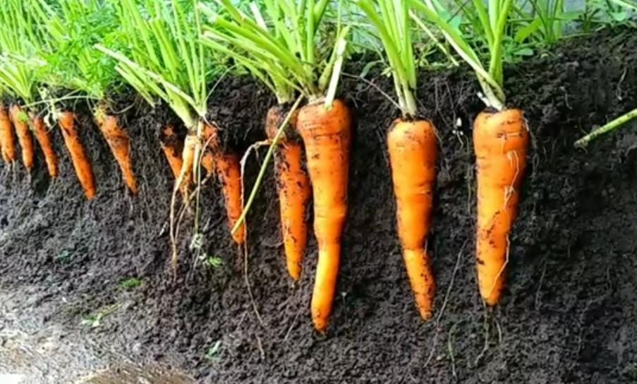 Ternyata Inilah Sejumlah Fakta Menarik wortel