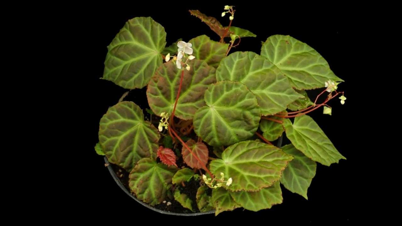 Mau Tanaman Hias Cantik Tapi Anti Ribet? Begonia Solusinya!