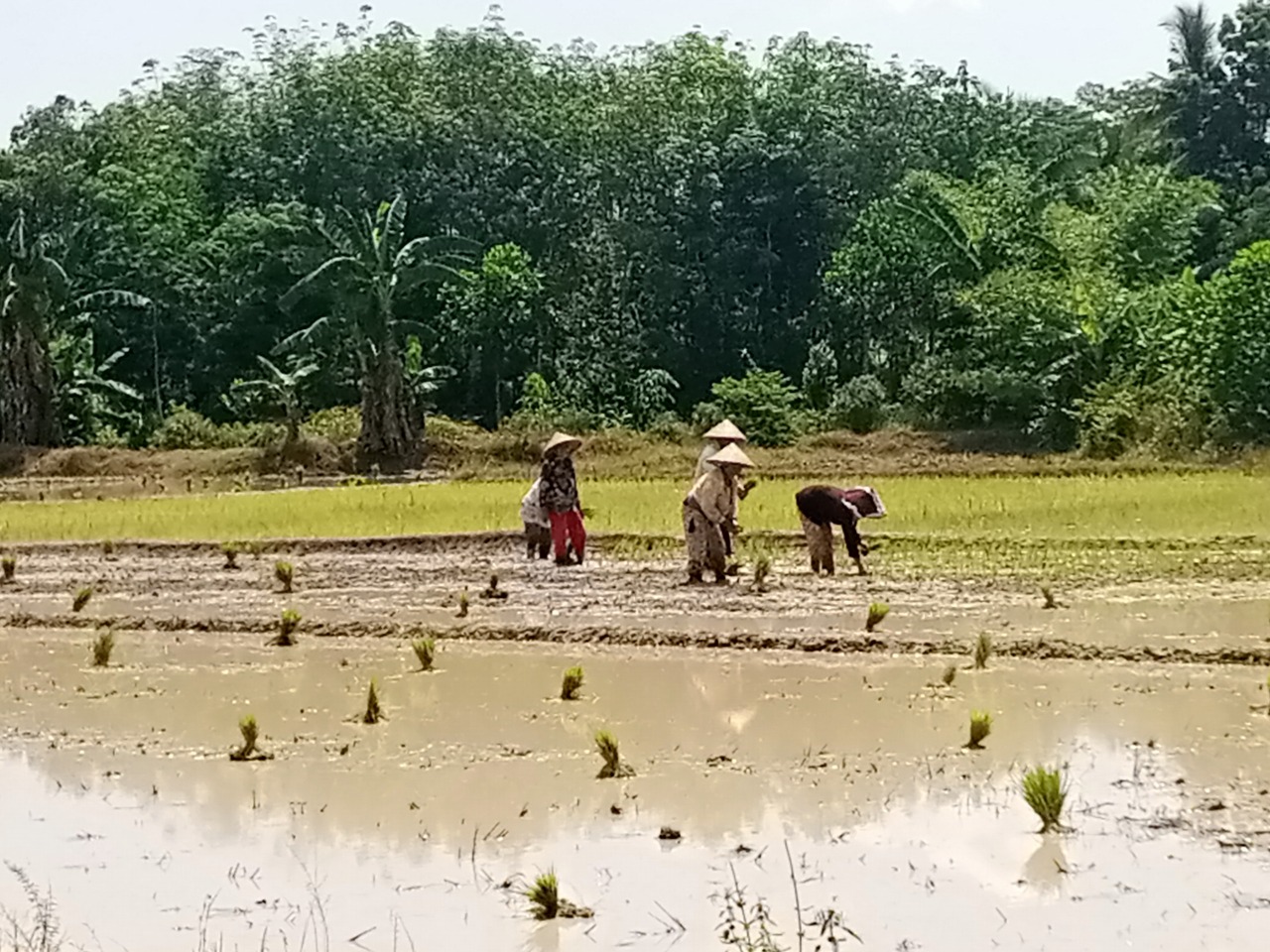 OKUT Lumbung Pangan Provinsi, Kok Hasil Gabah 3 Tahun Malah Anjlok 