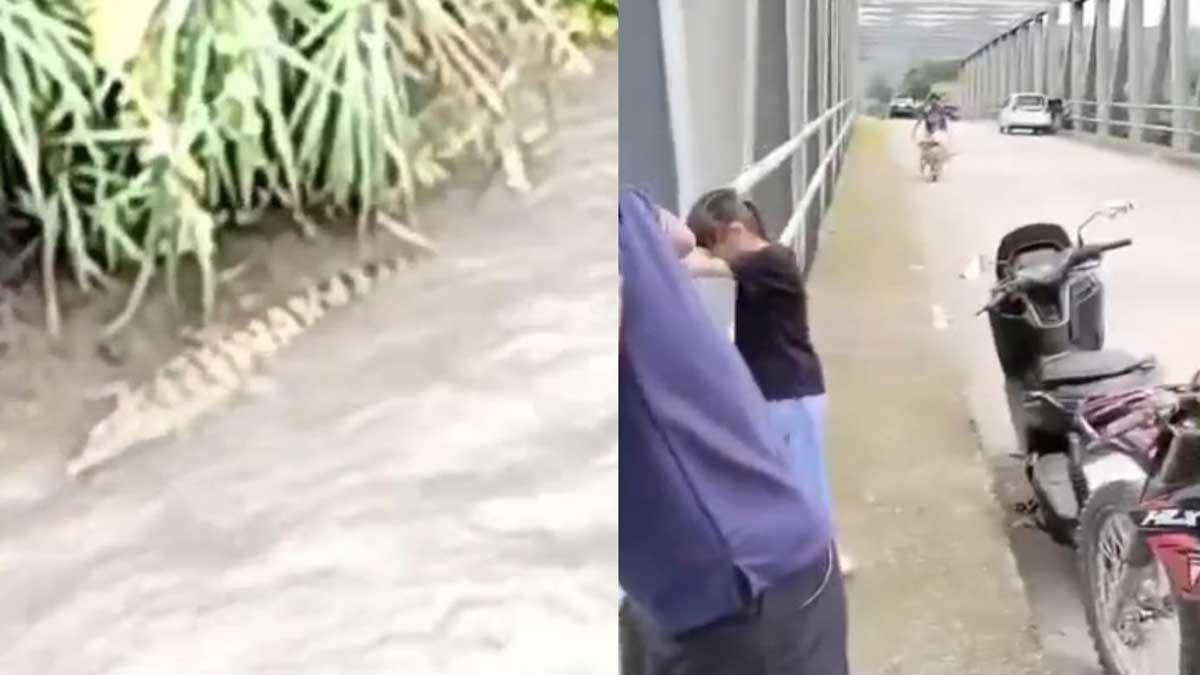 Geger di Tepian Sungai Lematang! Buaya 3 Meter Muncul Dekat Jembatan Lematang II