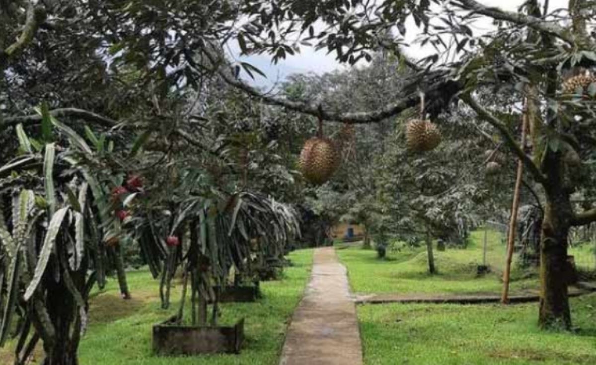 7 Rekomendasi Destinasi Wisata Libur Nataru di Jember, Salah Satunya Berwisata Sambil Petik Durian