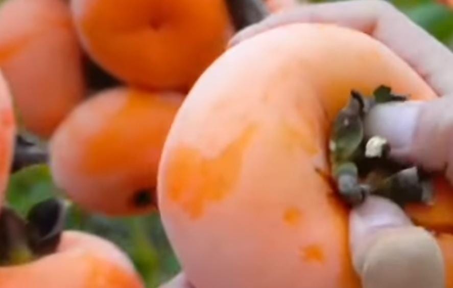 Buah Ini Rendah Kalori dan Cocok Untuk Diet, yuk Simak 7 Fakta Menarik Lainnya