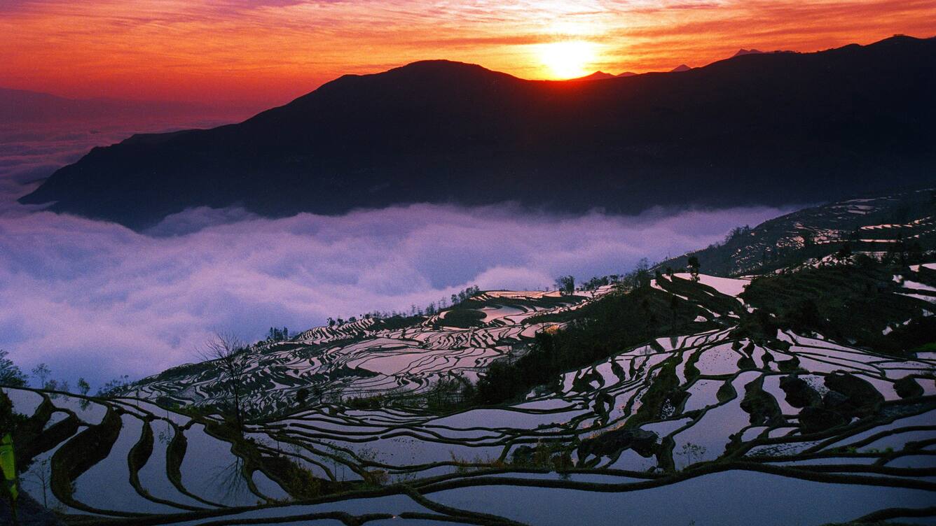 Bukan Indonesia, Ini Negara yang Punya Sawah Terluas di Dunia, Menjulang ke Langit dan Menembus Awan!