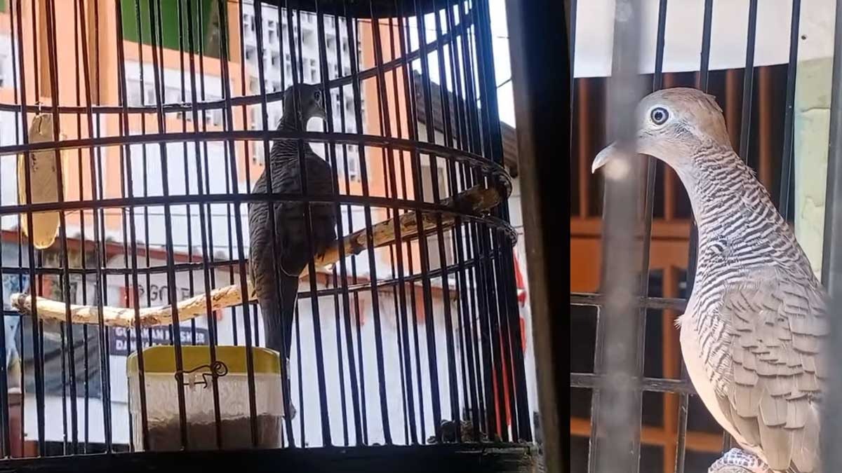 Memiliki Tuah Gaib dan Kekuatan Mistis, Burung Perkutut Jenis Ini Jadi Buruan Kolektor, Kenali Ciri-cirinya