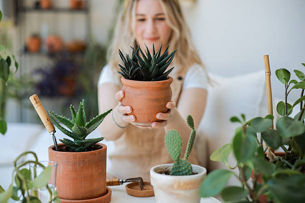 4 Tanaman Hias Pembawa Keberuntungan, Nomor 1 Sumber Keuangan