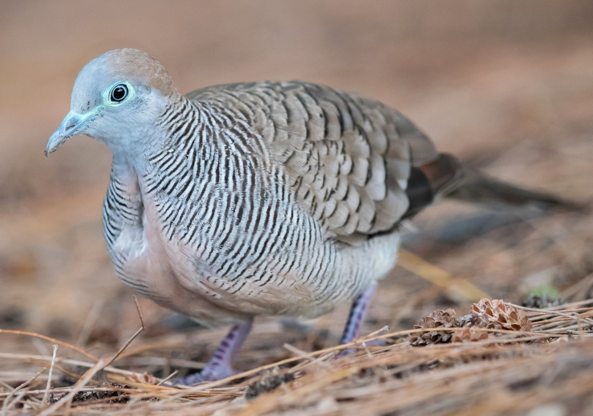 Mitos Atau Fakta Kicauan Burung Perkutut Dapat Bantu Sehatkan Manusia, Cek Disini 