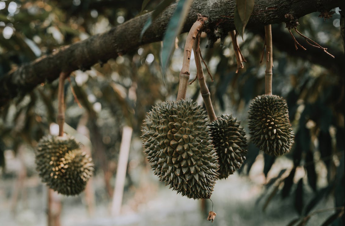 Inilah 6 Daerah Surganya Durian di Provinsi Lampung, Metro Nihil, Daerahmu Termasuk?