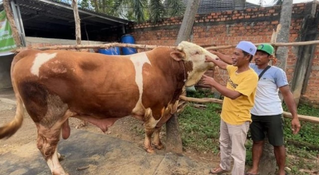 MANTAP! Sapi Kurban Presiden Prabowo Dikabarkan Akan Dipotong di Masjid Rusun Palembang