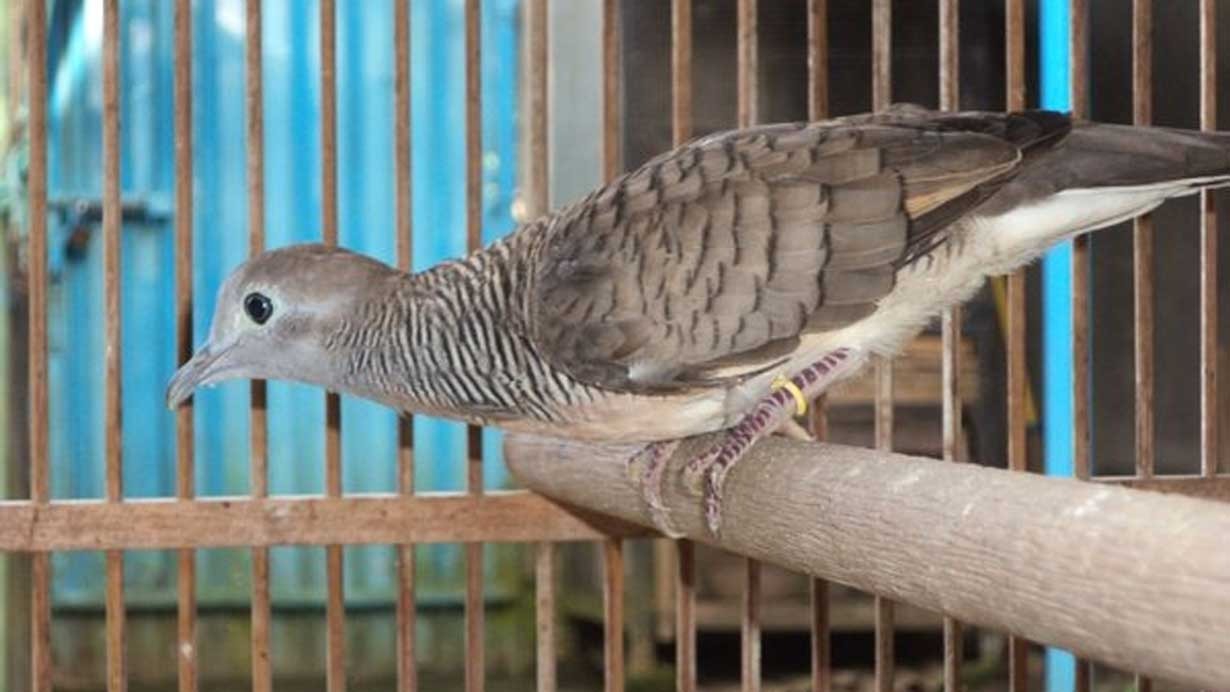 PERHATIKAN BAIK-BAIK! Perkutut Pembawa Kekayaan dan Rezeki Melimpah Senang Bunyi di Jam Ini 