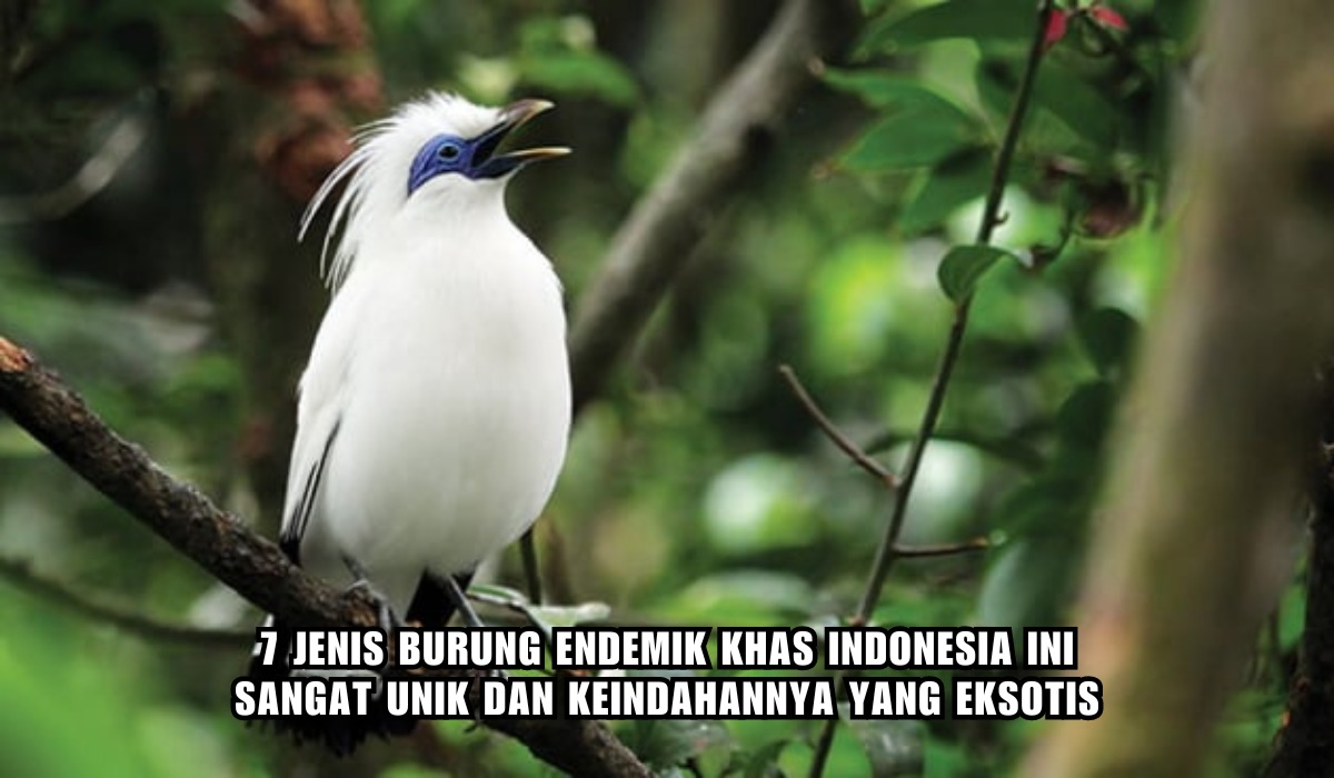 7 Jenis Burung Endemik Khas Indonesia, Populasinya Hampir Punah, Unik dan Eksotis!