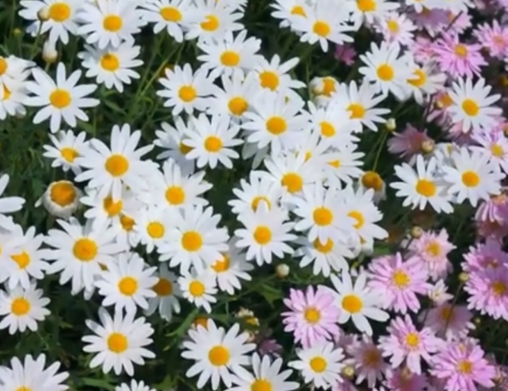5 Fakta Menarik Bunga Daisy, ternyata Kaya Vitamin C