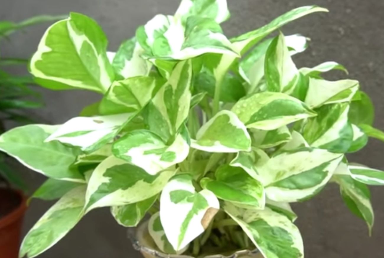 Ini 5 Cara Mudah Merawat Tanaman Hias Sirih Gading Bagi Pemula