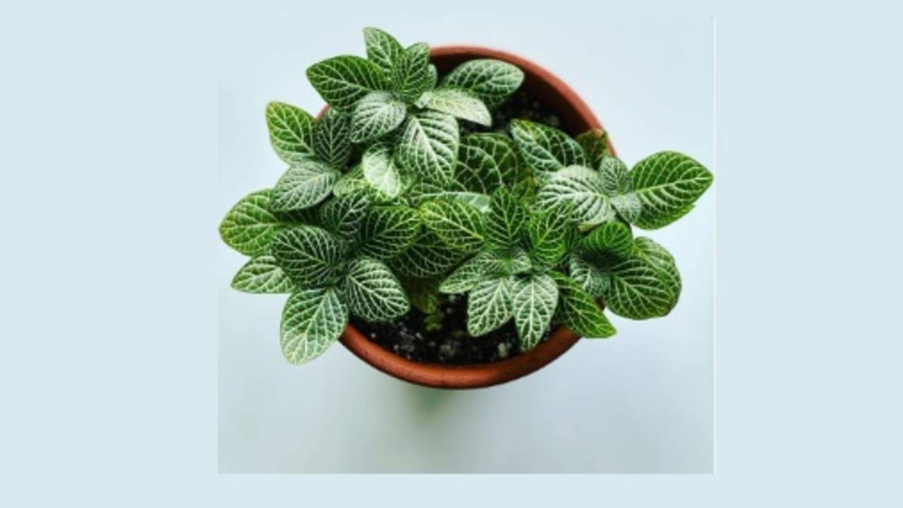 8 Tanaman Hias di Meja Kerja yang Bikin Kantor Adem, Nomor 3 Gak Pernah Mati!