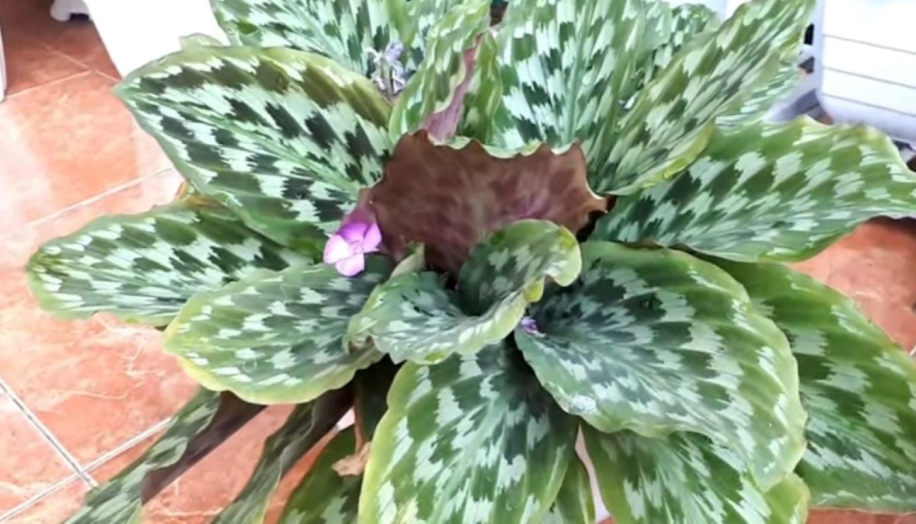 7 Jenis Tanaman Hias Calathea Paling Indah dan Unik