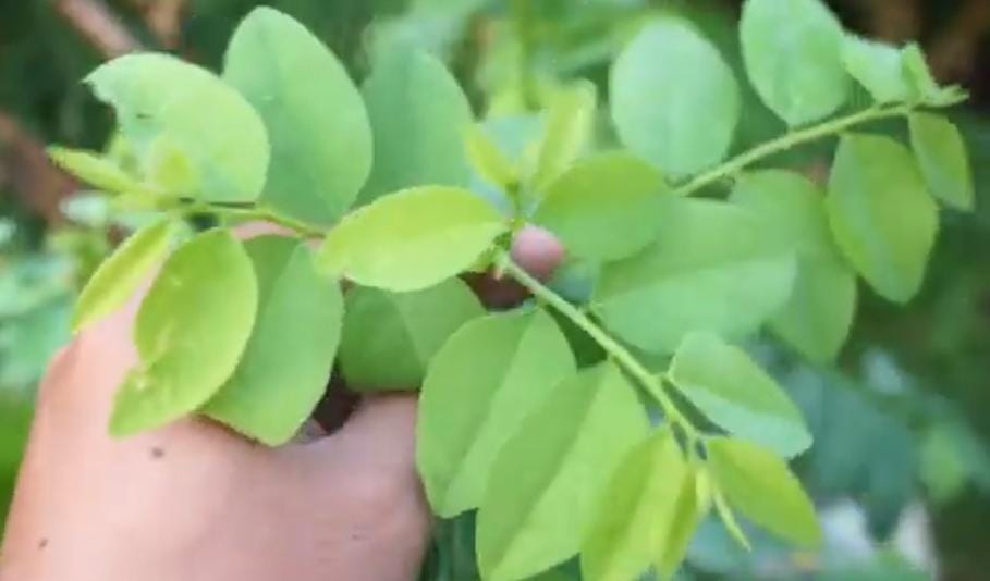 SIMAK! Manfaat Daun Katuk yang Bisa Memperlancarkan Produksi ASI